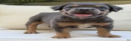 French Bulldog dogs for sale: Cash - Ad 2