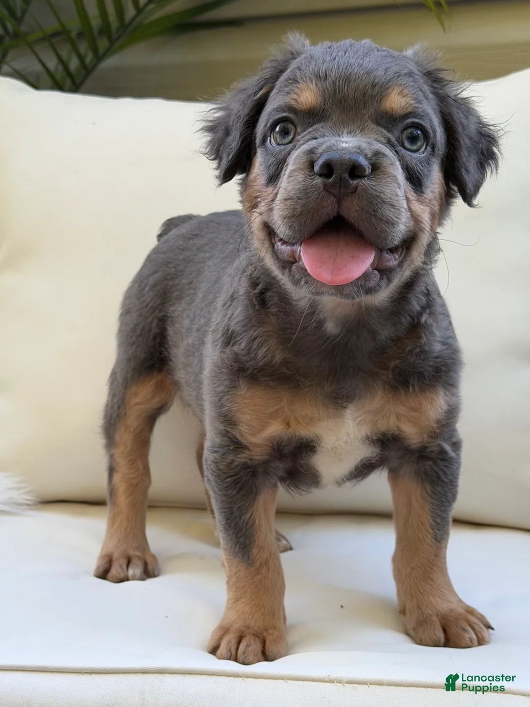 French Bulldog dogs for sale: Cash - Ad 2