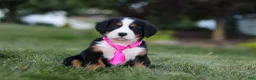 Bernese Mountain Dog dogs for sale: Juliette - Ad 4