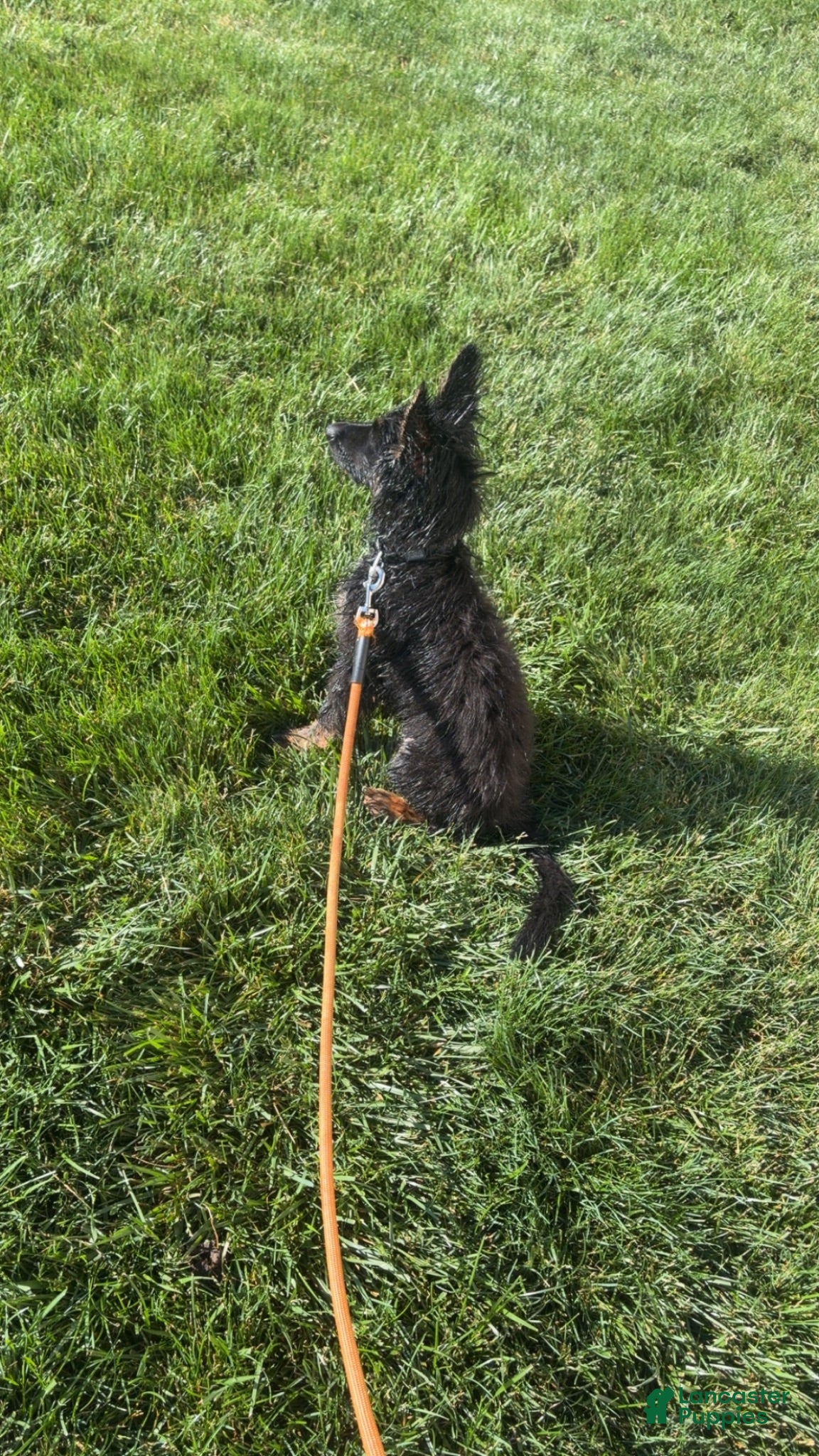 German Shepherd dogs Behr  - Ad 4