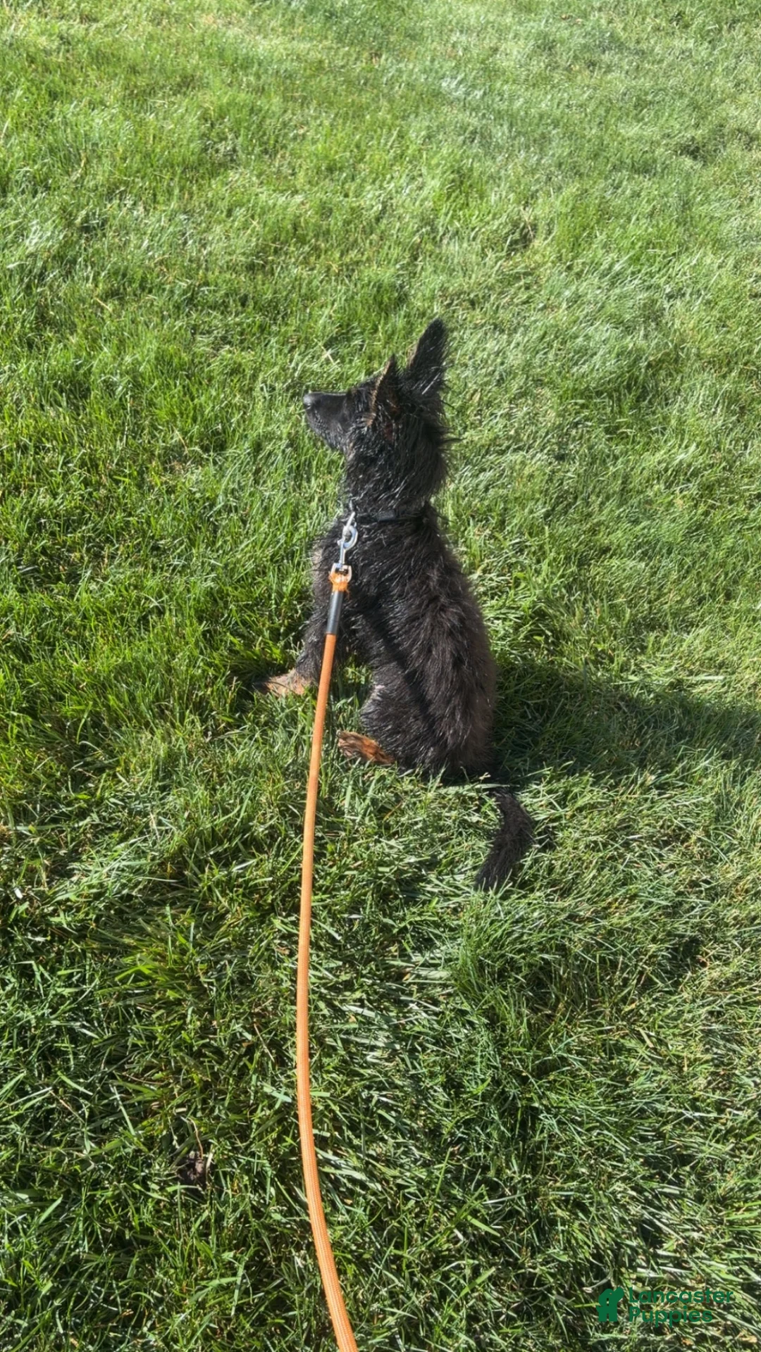 German Shepherd dogs for sale: Behr  - Ad 1