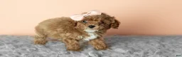 Cavapoo dogs for sale: Sassy  - Ad 3