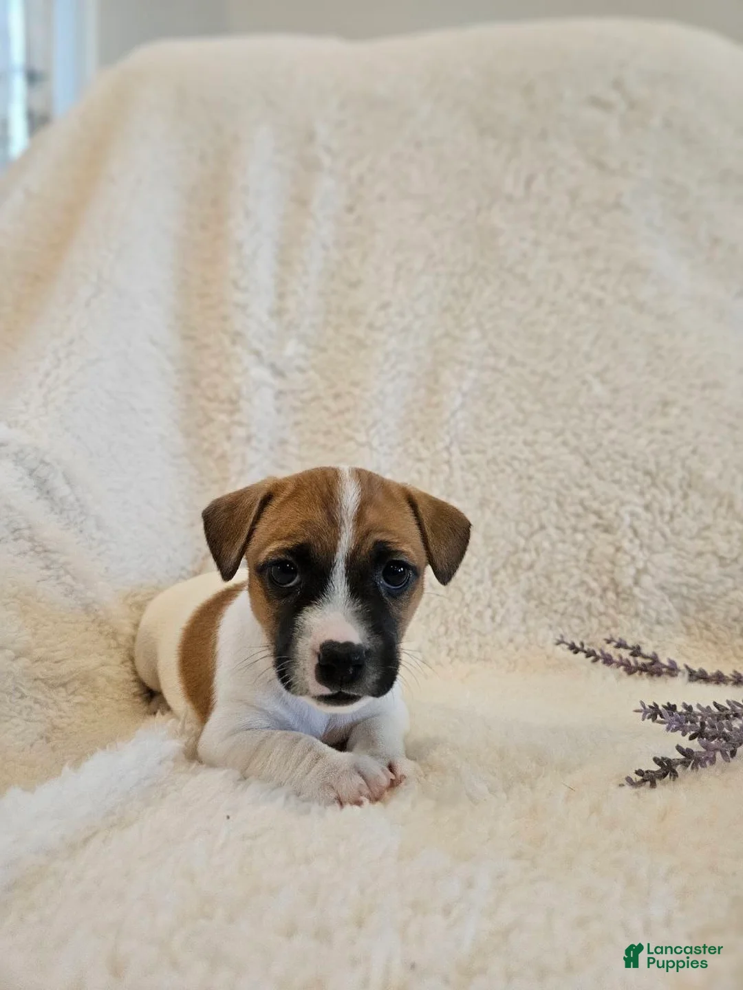 Rat Terrier dogs for sale: Poppy - Ad 2