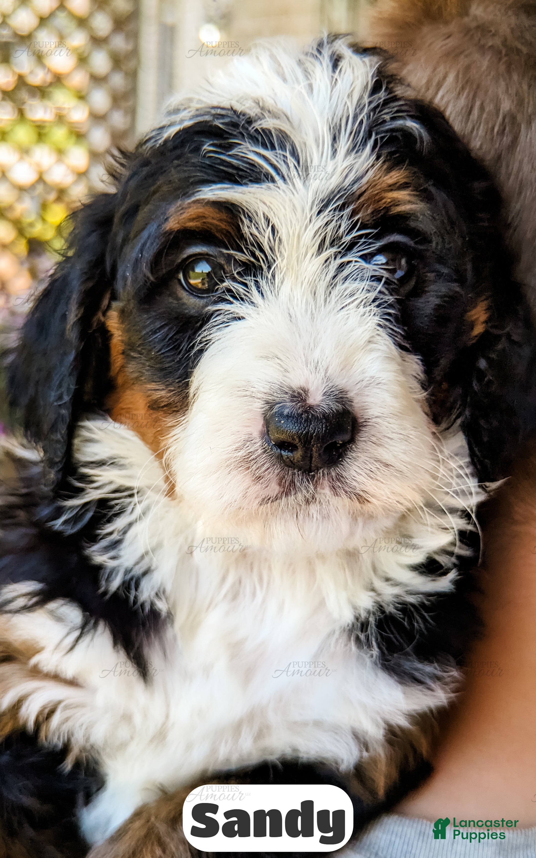 Bernedoodle dogs Sandy - Ad 1