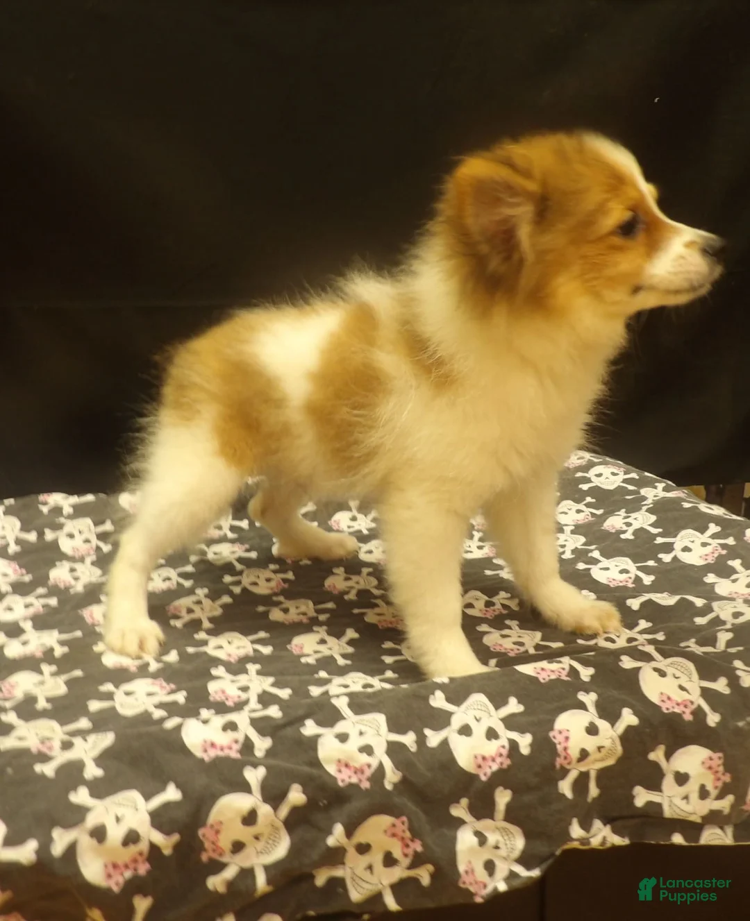 Pomeranian dogs for sale: Sterling - Ad 3