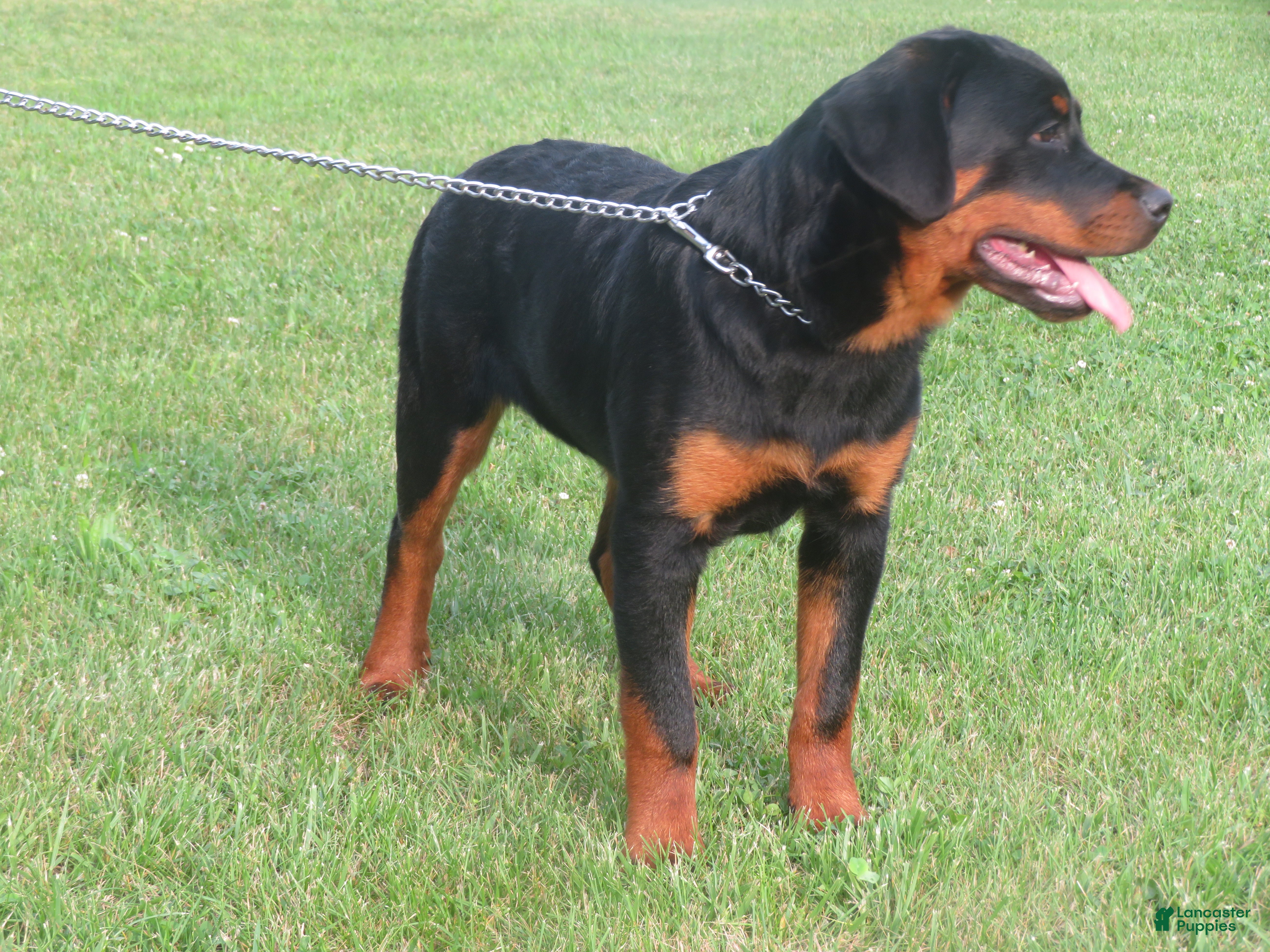Rottweiler dogs Princess - Ad 2