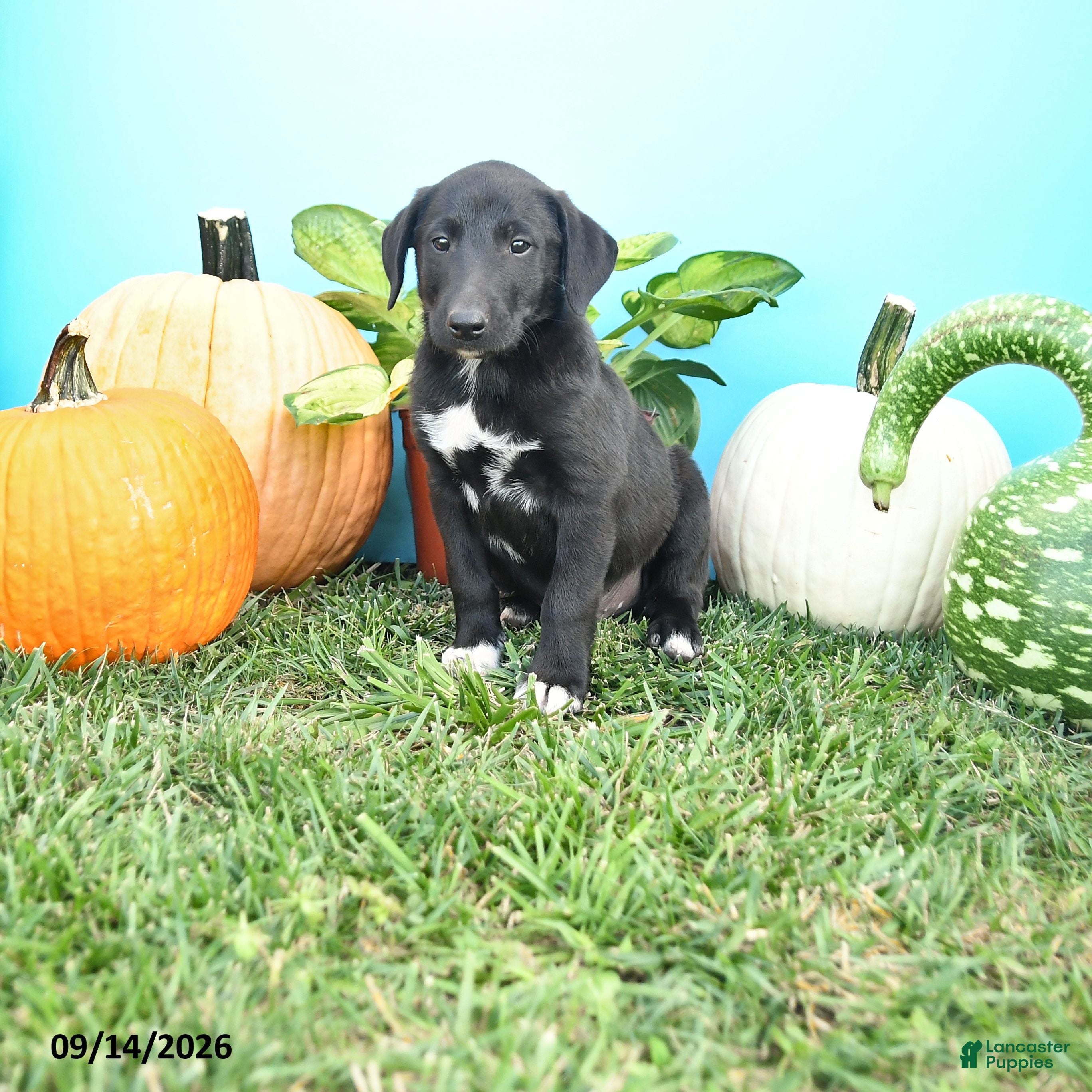 Mixed Breed dogs Rover - Ad 1