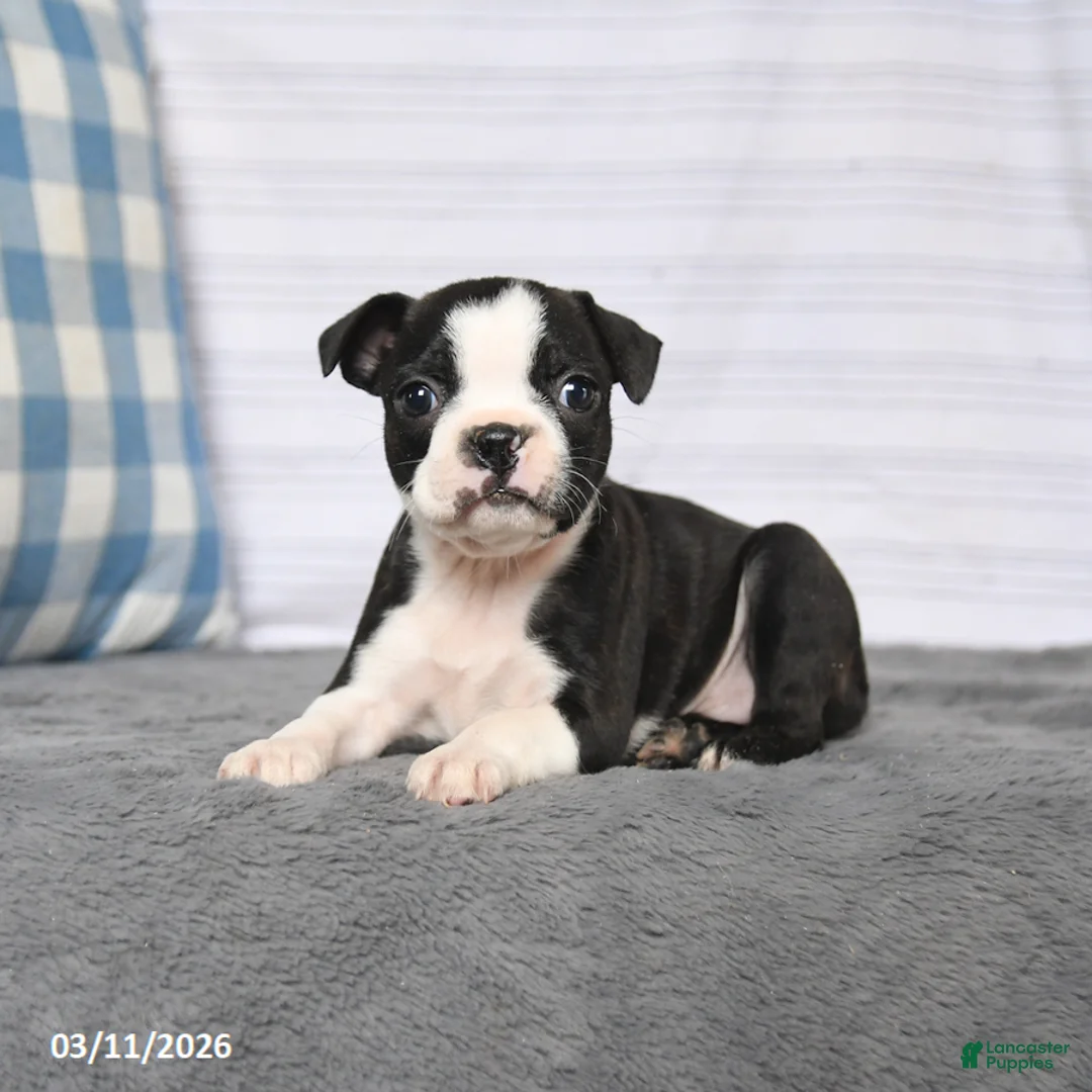 Boston Terrier dogs for sale: Roxy - Ad 2