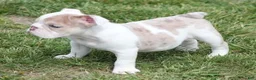 English Bulldog dogs for sale: ROSE - Ad 3
