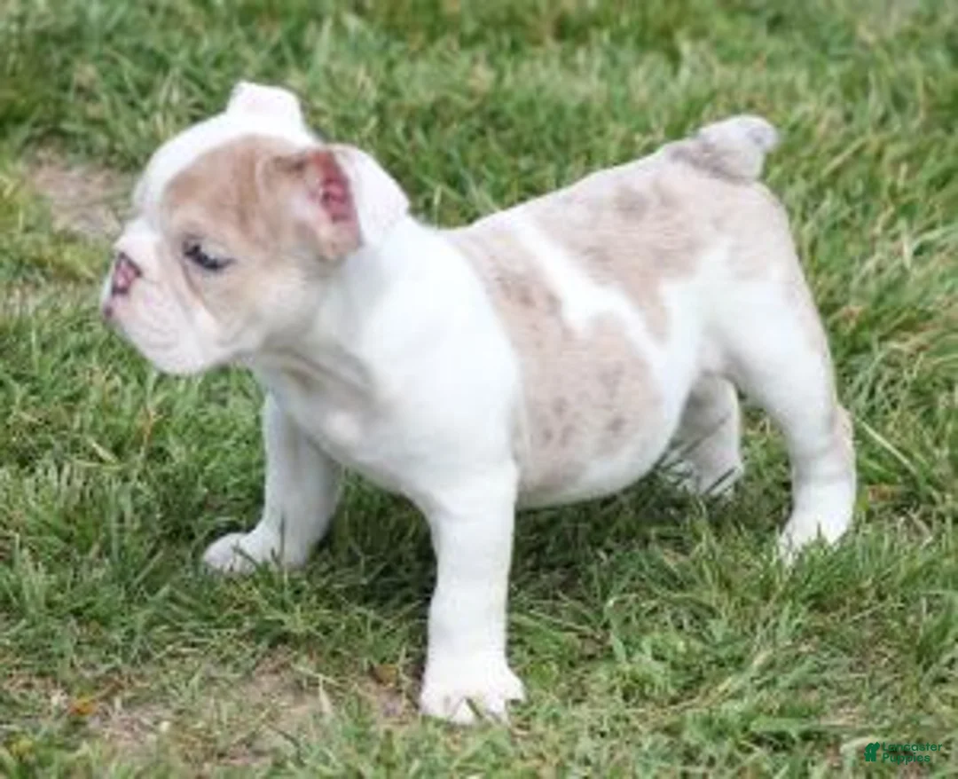 English Bulldog dogs for sale: ROSE - Ad 3