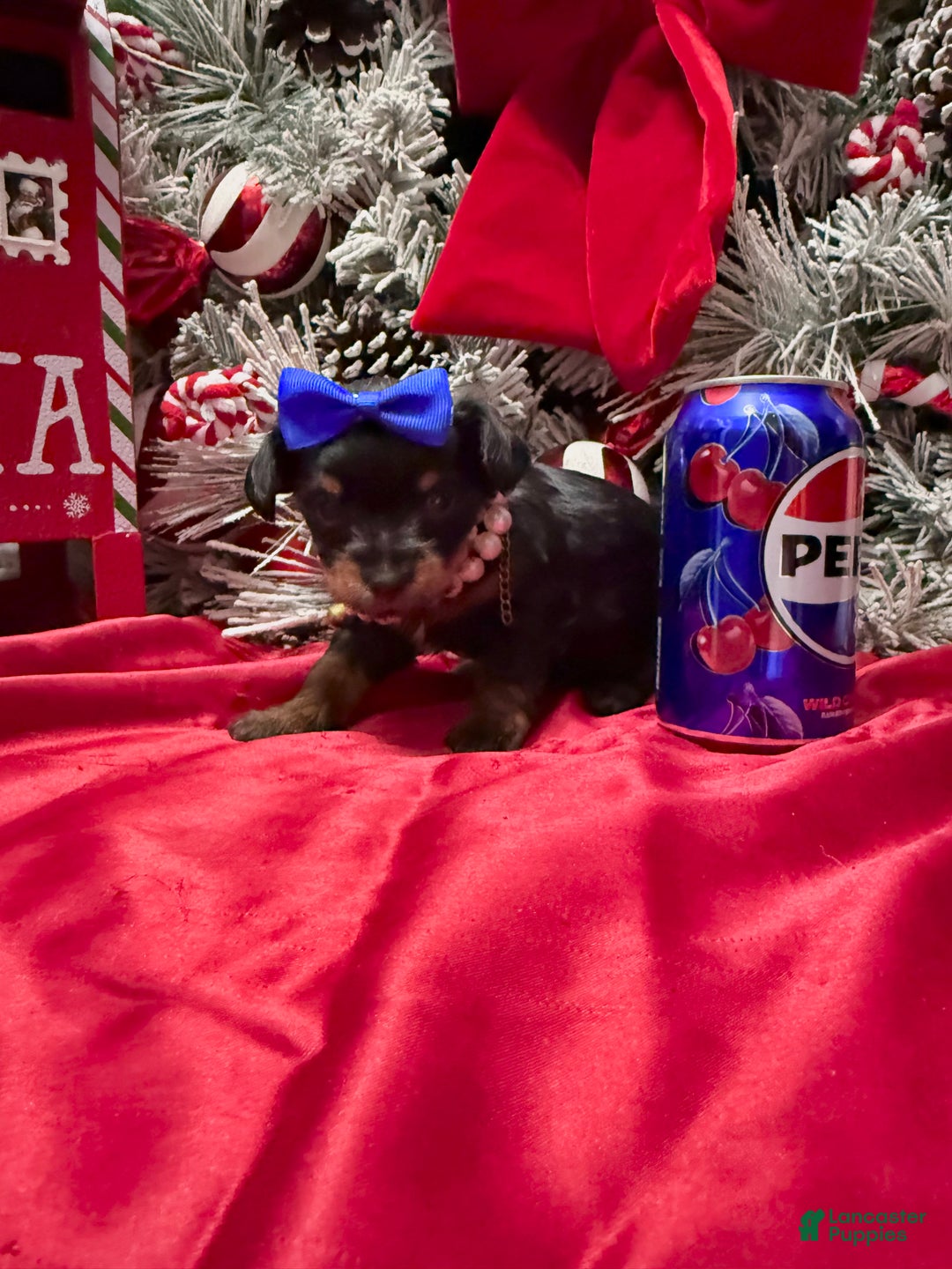 Yorkshire Terrier dogs for sale: Rigatoni  - Ad 16