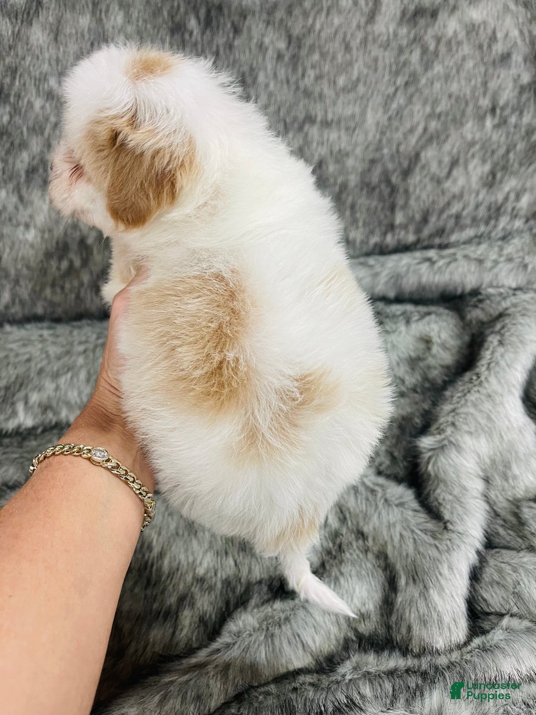 Mixed Breed dogs for sale: peaches and cream - Ad 6