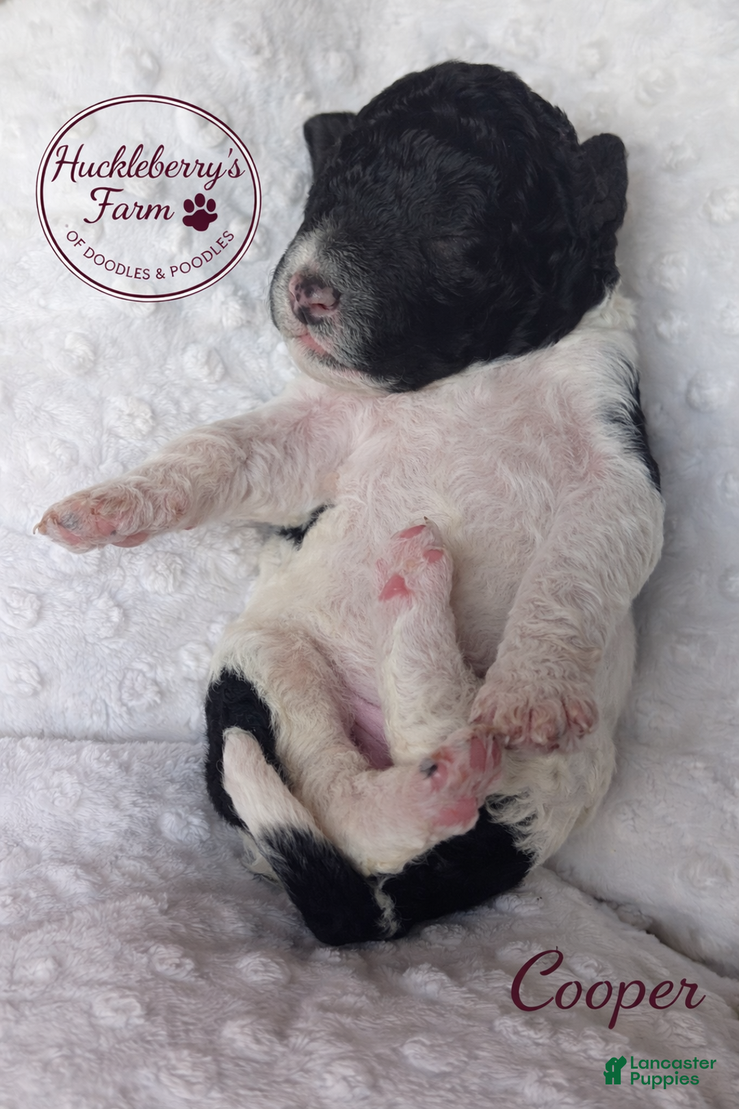 Goldendoodle dogs for sale: Cooper F1B  - Ad 3