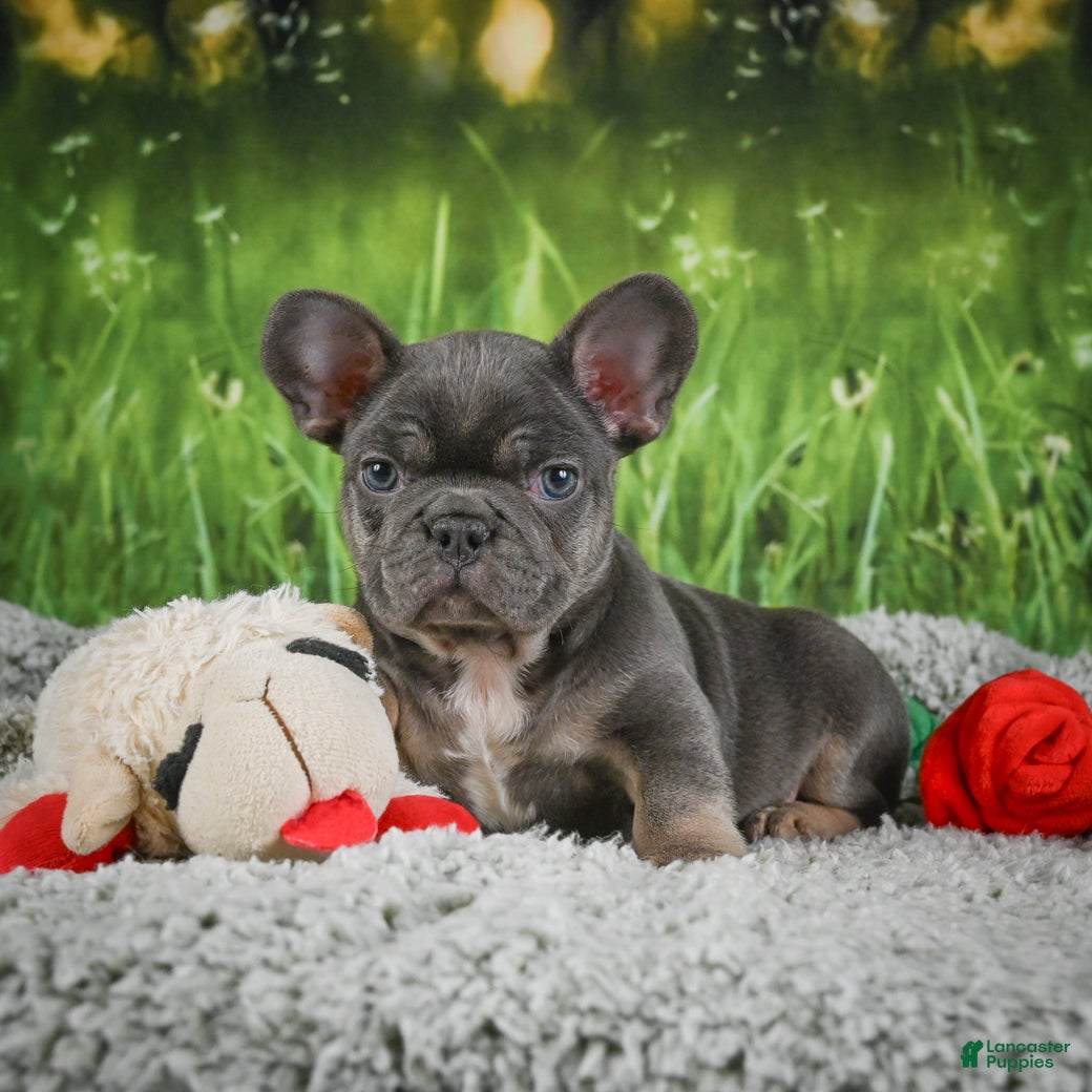 French Bulldog dogs Russel - Ad 2