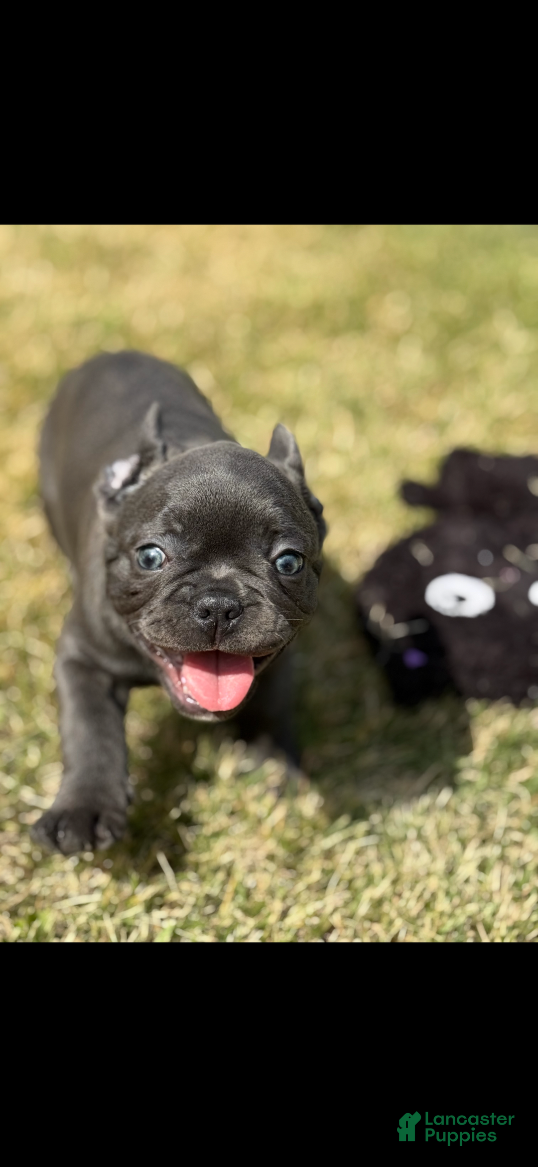 French Bulldog dogs for sale: Stitch - Ad 2
