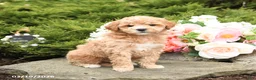 Mini Goldendoodle dogs for sale: Sherlock - Ad 4