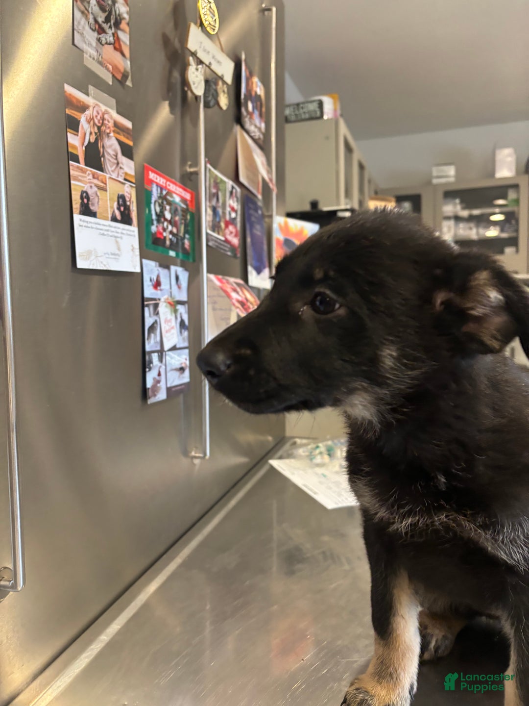 German Shepherd dogs for sale: Roxy - Ad 5