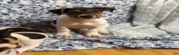Jack Russell Terrier dogs for sale: Jack Russell Terrier 1 - Ad 5
