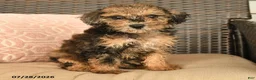 Miniature Poodle dogs for sale: Neva - Ad 4
