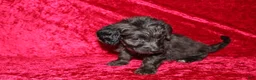 Doxiepoo dogs for sale: Doxiepoo Mia - Ad 5