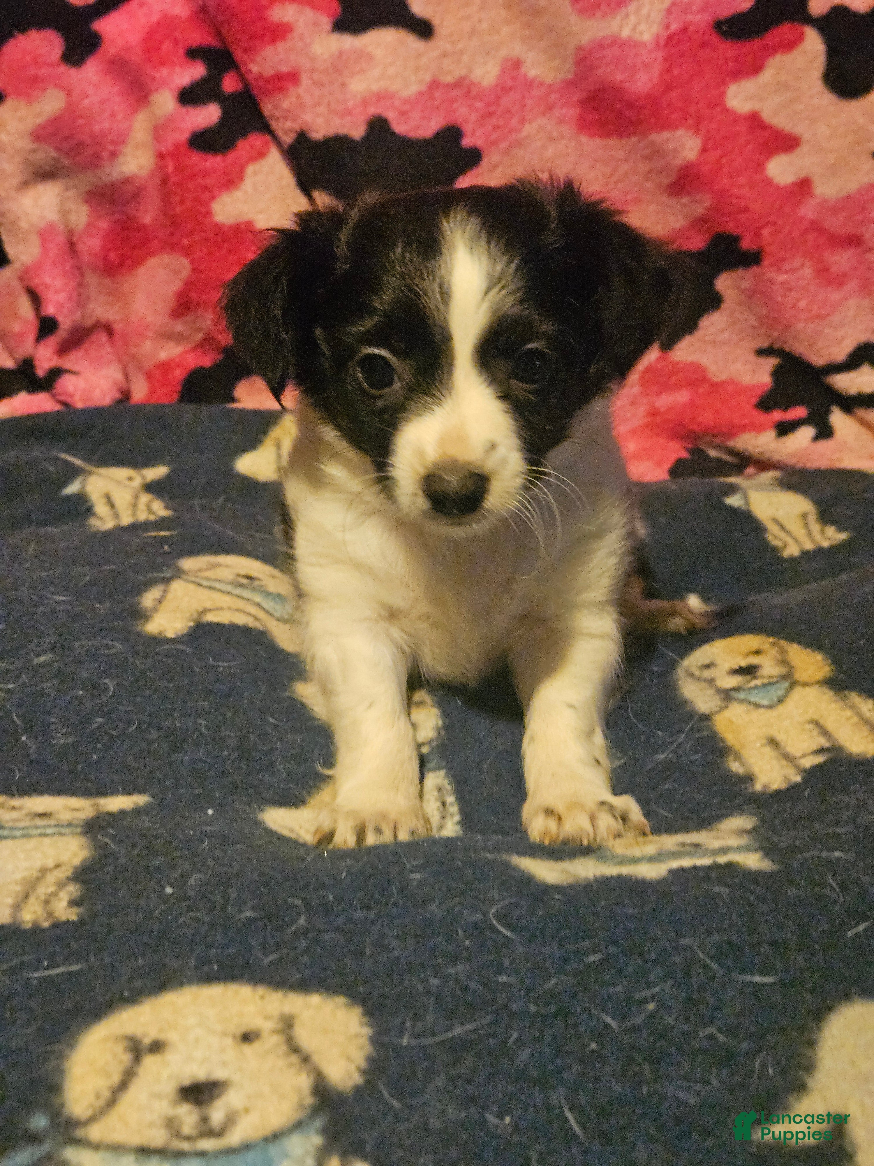 Chihuahua dogs Price (T-Cup) - Ad 42