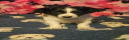 Chihuahua dogs for sale: Price (T-Cup) - Ad 2