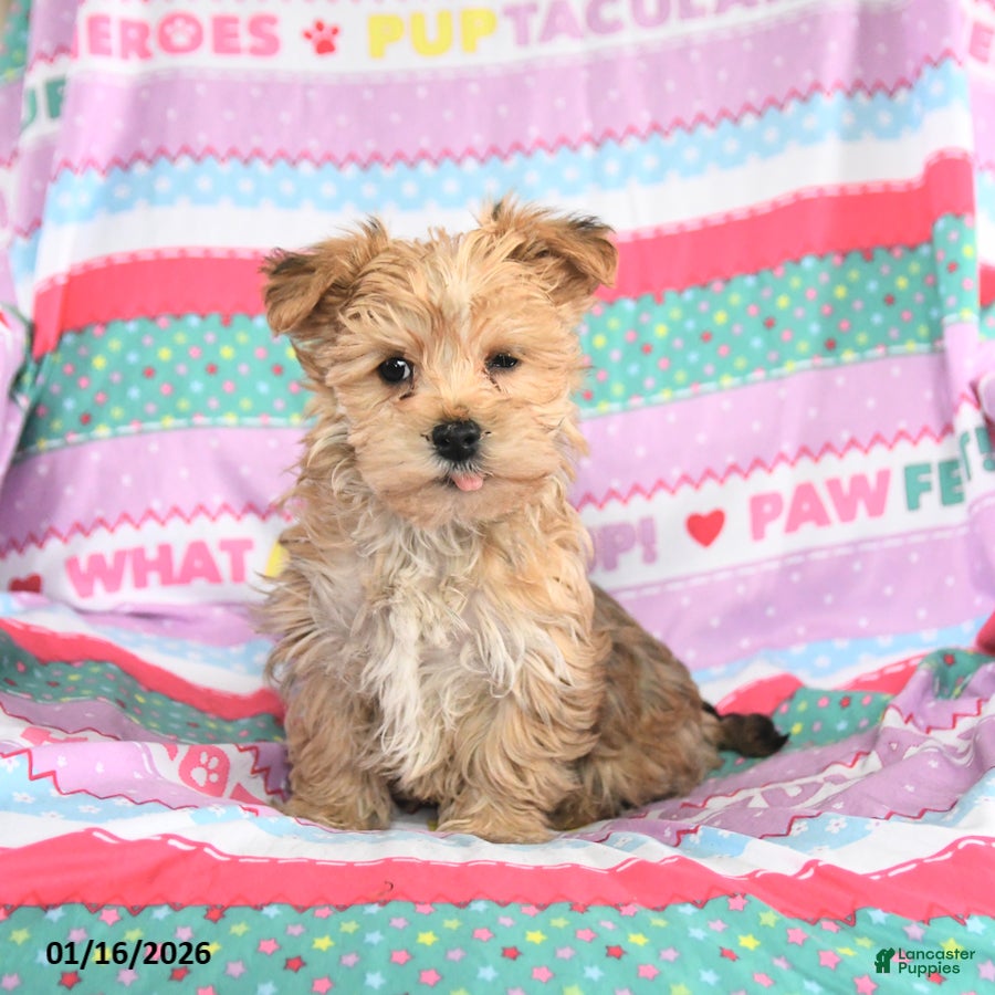Morkie dogs Buddy - Ad 1