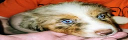 Australian Shepherd dogs for sale: Cher - Ad 3