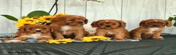Cavalier King Charles Spaniel dogs for sale: Tinker - Ad 6