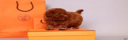 Toy Poodle dogs for sale: HERMES Teacup Toy Poodle Puppy - Ad 6