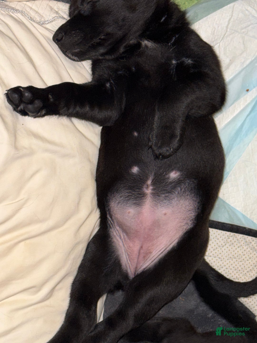 Mixed Breed dogs for sale: Mixed Breed Puppy 1 - Ad 1