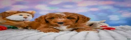 Mini Goldendoodle dogs for sale: Asher - Ad 6