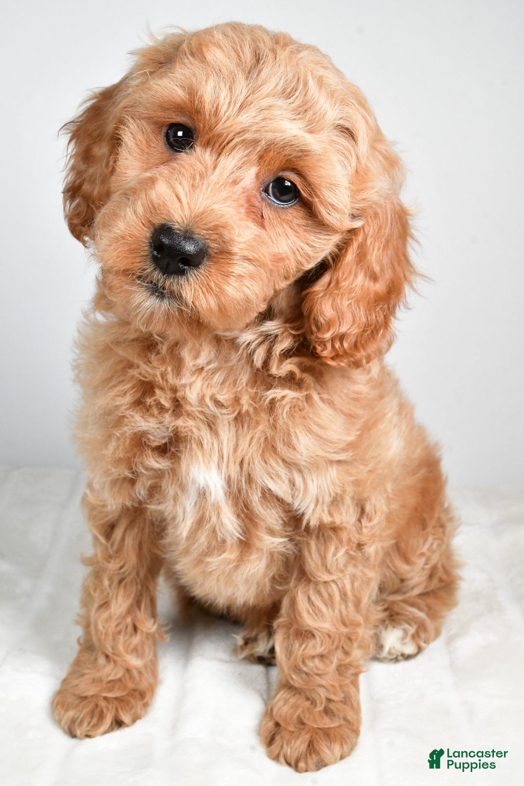 Cockapoo dogs for sale: sindy - Ad 1