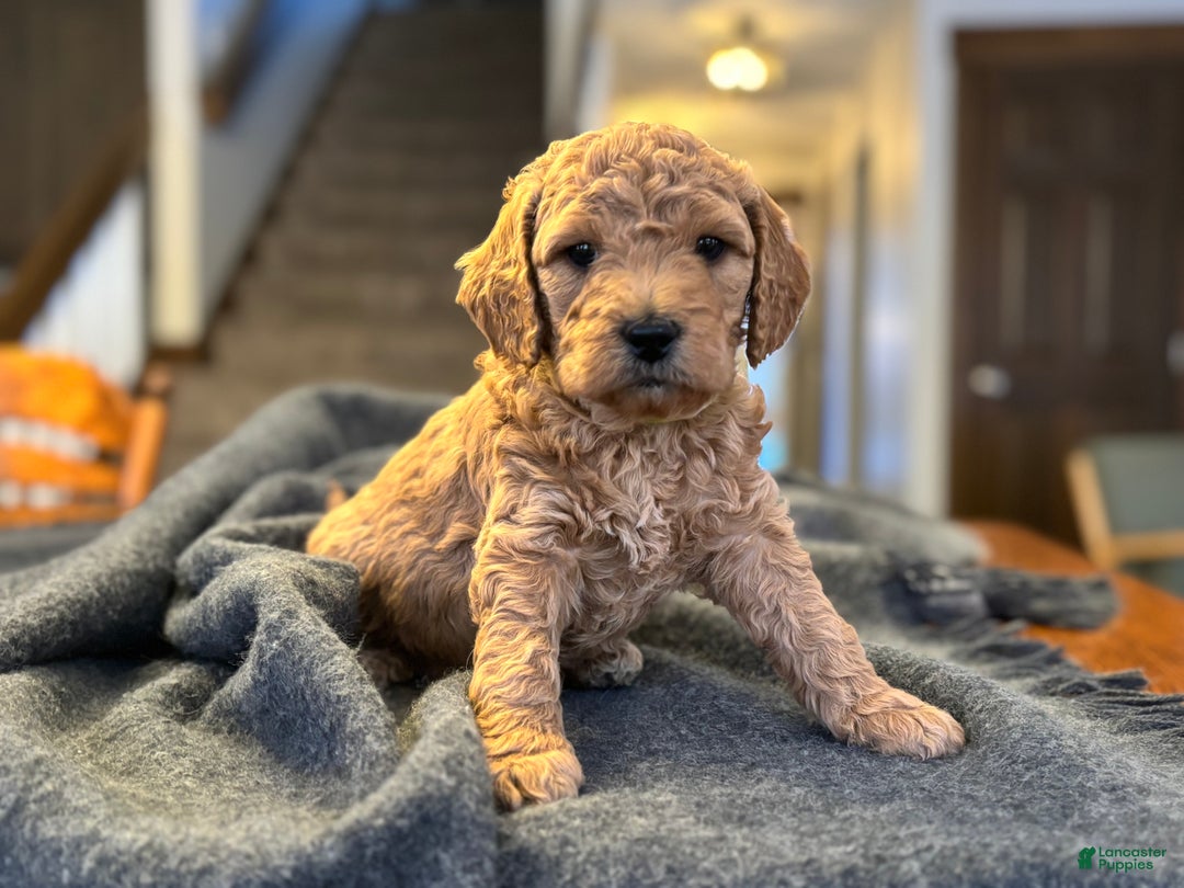 Goldendoodle dogs for sale: Felix - Ad 3