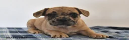Mixed Breed dogs for sale: Lemon - Ad 3