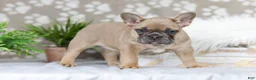 French Bulldog dogs for sale: Golden Gem - Ad 5
