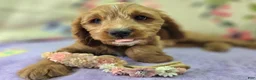 Cavapoo dogs for sale: Glacier - Ad 34