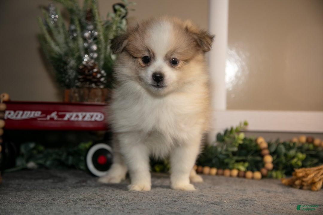 Pomapoo dogs for sale: Marshall - Ad 2