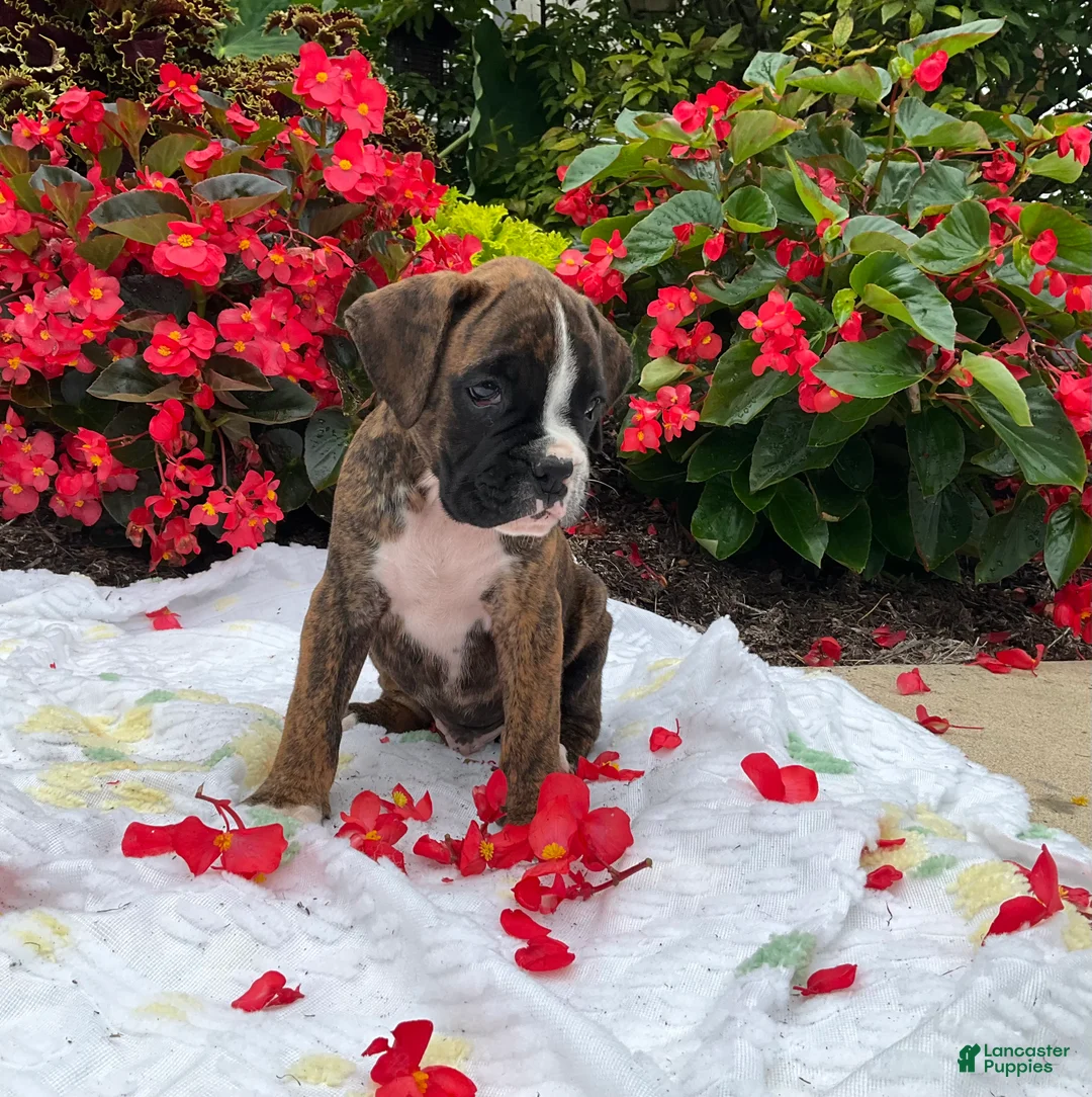 Boxer dogs for sale: Dallas - Ad 1