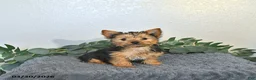 Yorkshire Terrier dogs for sale: Theo - EXTRA SMALL - Ad 2