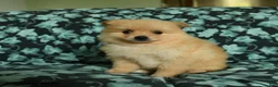 Pomeranian dogs for sale: Feddy - Ad 2