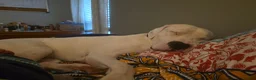 Dogo Argentino dogs for stud: FOR STUD SERVICES  - Ad 4