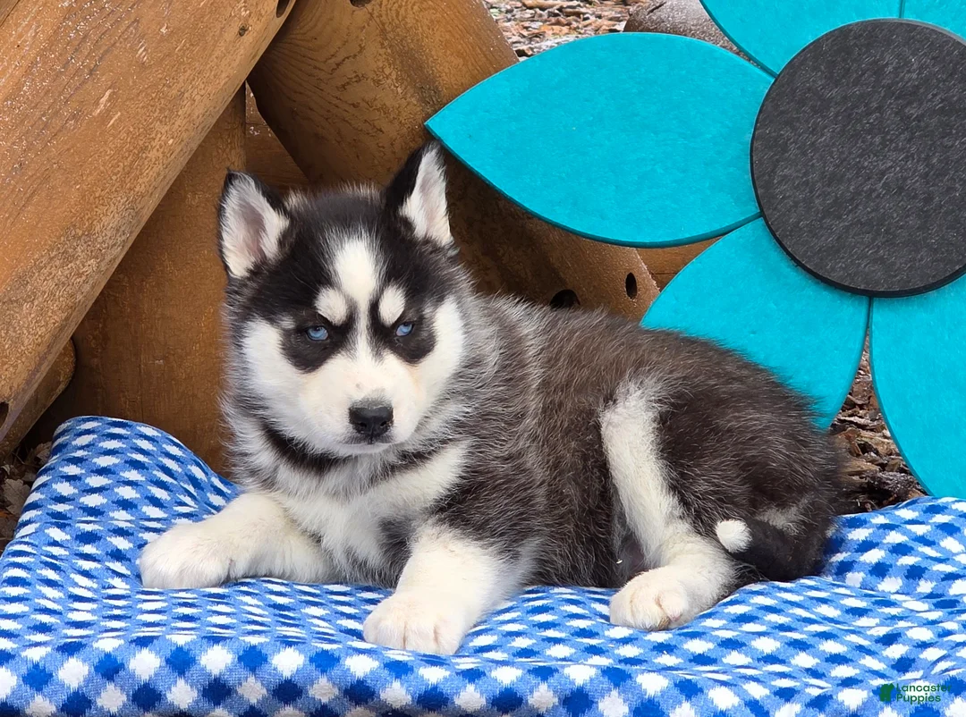 Siberian Husky dogs for sale: Tucker - Ad 2