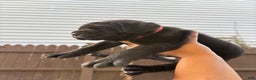 Cane Corso dogs for sale: Denali  - Ad 4