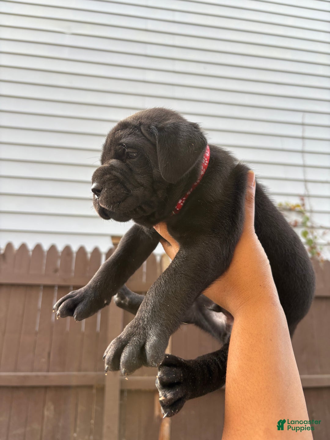 Cane Corso dogs for sale: Denali  - Ad 4
