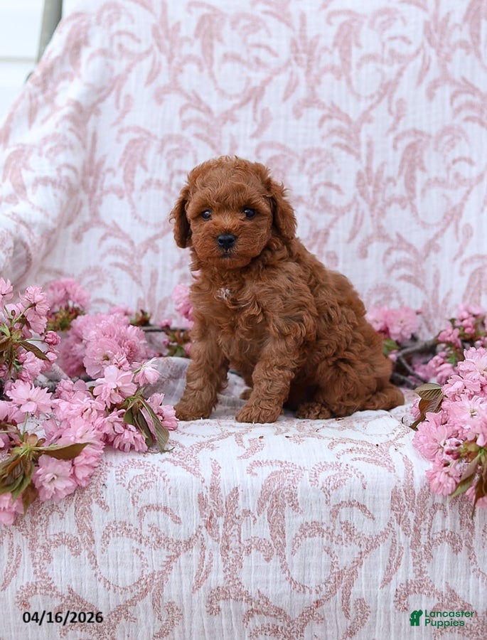 Mini Goldendoodle dogs Curtis - Ad 1