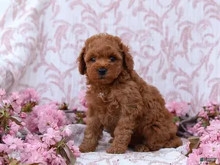 Mini Goldendoodle dogs for sale: Curtis - Ad 3