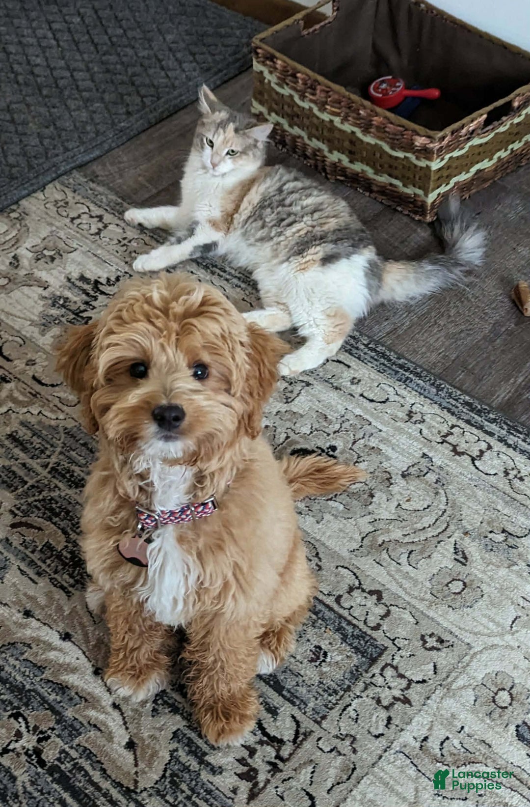 Mixed Breed dogs for sale: Milan Goldendoodle puppy - Ad 4