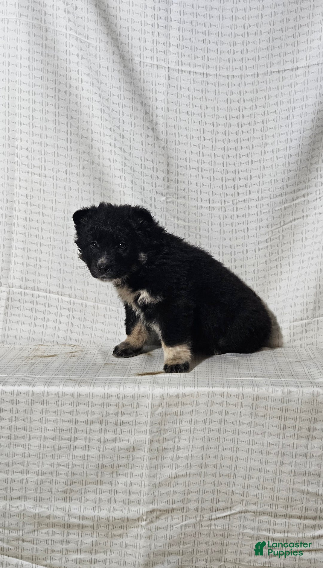 Mixed Breed dogs for sale: Cole - Ad 5