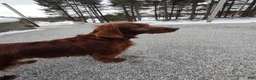 Irish Setter dogs for sale: Irish Setter Puppy 1 - Ad 2